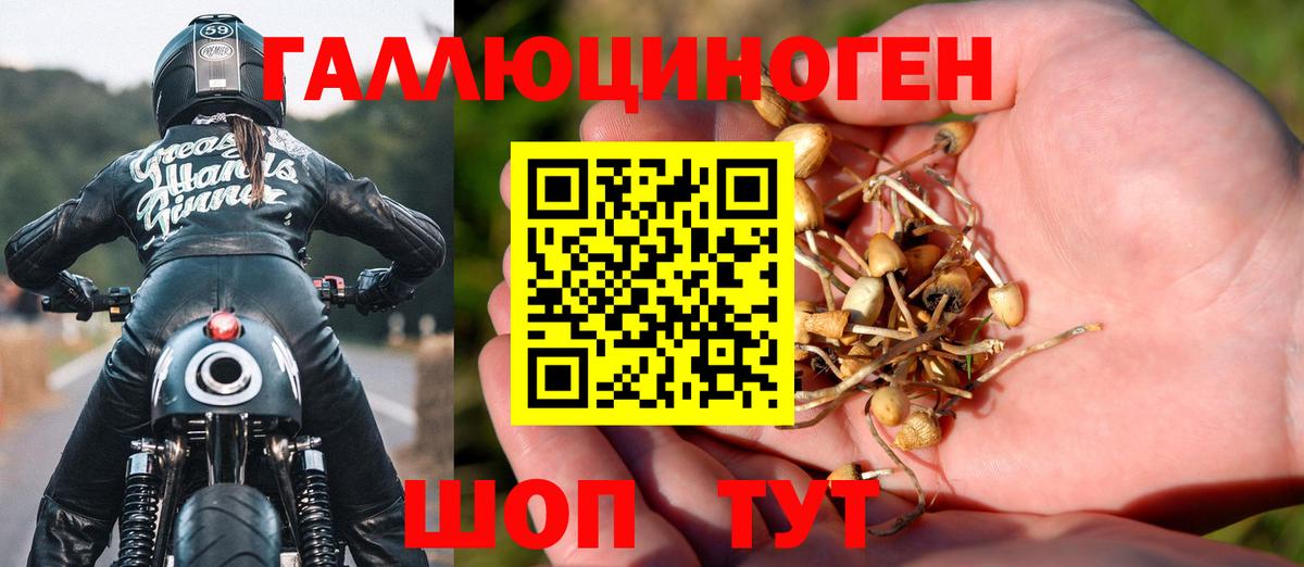 Псилоцибиновые грибы Psilocybine cubensis Искитим